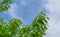 Quercus palustris, the pin oak or swamp Spanish oak with bright young lush foliage on blue sky background. Spring sunny day