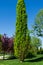 Quercus robur, commonly known as common oak, pedunculate, European or English oak with fresh leaves in city park Krasnodar