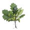 Quercus robur european oak or english oak in a glass vessel on a white background