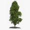 Quercus robur \'Fastigiata\' (summer)