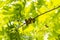 Quercus rubra L., Red Oak in Summer on the Sky Background; Leafy Background