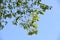 Quercus serrata bark and leaves