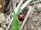 Quest for Pests: The Ambitious Ladybug Explorer