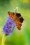 Question Mark butterfly (Polygonia interrogationis)