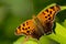 Question Mark Butterfly - Polygonia interrogationis