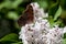 Question Mark Butterfly, Polygonia interrogationis