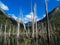 Quetrus Lagoon with dead Alerce trees in Tagua Tagua Park