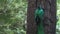 Quetzal bird arrives to nest on tree hole