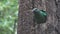 Quetzal bird showing head on tree hole nest, female