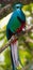 A Quetzal Bird in a Tree