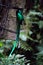 Quetzal bird wild Monteverde Costa Rica