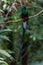 Quetzal bird wild Monteverde Costa Rica