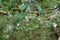 Quetzal birds wild Monteverde Costa Rica