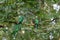 Quetzal birds wild Monteverde Costa Rica
