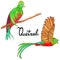 Quetzal burds. Flying quetzal bird and sitting queztal bird