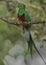 Quetzal Trogonidae, Costa Rica
