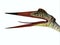 Quetzalcoatlus Reptile Head