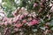 quezonia flower. winter starburst tree. Clerodendrum Quadriloculare. blooming flora in garden. pink blossom in park