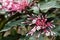 quezonia flower. winter starburst tree. Clerodendrum Quadriloculare. blooming flora in garden. pink blossom in park