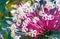 Quezonla flower sicentific name is `Clerodendrum quadriloculare Blanco Merr.`