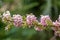 Quickstick Gliricidia sepium pink flowers closeup - Florida, USA