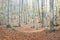 Quiet autumn beech forest landscape