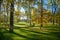 Quiet autumn morning in the forest, Park, green grass