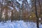 Quiet beautiful winter forest covered with snow