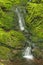 Quiet Cascade in a Green Forest