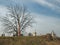 Quiet cemetary with tree stump