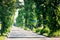 Quiet city street, sidewalk and idyllic homes in a suburban neighborhood, residential area with a lot of green trees