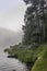 The quiet douglas tree woods on the shore of the lake of Silvaplana in the Engadin valley at sunrise with the fog over the water