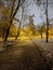 In the quiet embrace of night, the city park awakens with the warm glow of street lamps