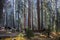 Quiet Forest Giant Sequoia Redwood Grove and Forest Meadow with