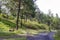 Quiet gravel road through the pine forest at sunset in the middle of summer, can be used as background and wallpaper