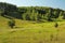 Quiet green summer hill slope with trees in the morning