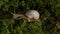 Quiet life of a snail in a deep forest