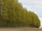 Quiet lonely forest on a fresh overcast morning, tall trees growing along a dirt path on a cold day. Calm, peaceful