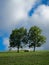 Quiet Park Bench Under Two Trees