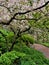 Quiet Path Amidst Crabapple Blossoms