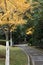 The quiet path in the autumn park