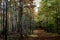 Quiet Path through Black Bird State Forest