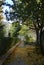 A quiet path is flanked by bushes and pine trees