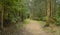 Quiet path without people among eucalyptus trees