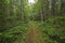 Quiet Path in a Sylvan Landscape