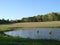 Quiet Pond in Rural Mississippi Cow Pasture