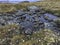 Quiet pool with rocks and flowers, Fogo Island