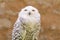 Quiet predator wild bird snowy white owl