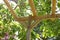 A quiet relaxing and shady area in a back garden under a pergola and magnolia tree