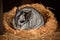 A quiet and reserved chinchilla snuggled up in a ball - This chinchilla is snuggled up in a ball, enjoying some relaxation time in